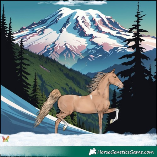 Horse Color:Gold Champagne Tobiano 