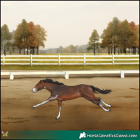 Horse Color:White Spotted Bay 