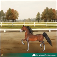 Horse Color:White Spotted Bay 