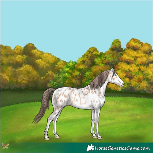 Horse Color:White Spotted Amber Champagne Near Leopard