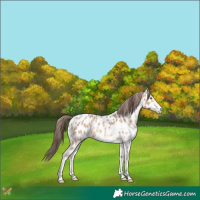 Horse Color:White Spotted Amber Champagne Appaloosa