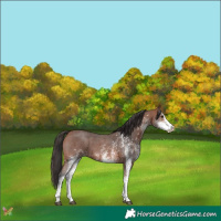 Horse Color:White Spotted Bay 