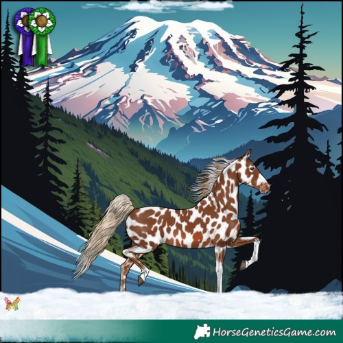 Horse Color:Chestnut Tobiano Appaloosa 