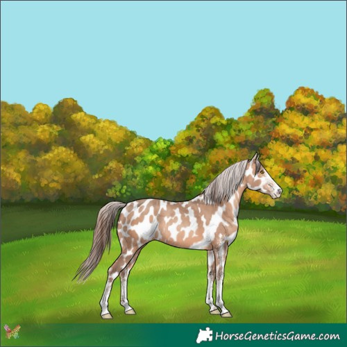 Horse Color:White Spotted Amber Champagne Near Leopard 