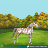 Horse Color:White Spotted Amber Champagne Near Leopard 