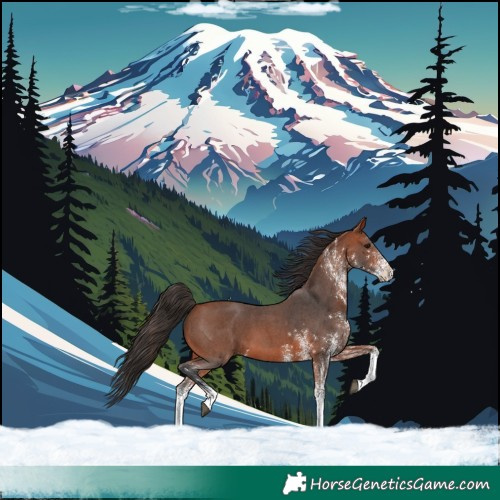 Horse Color:White Spotted Bay 