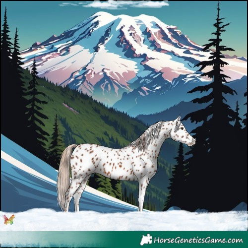 Horse Color:Chestnut Tobiano Appaloosa 