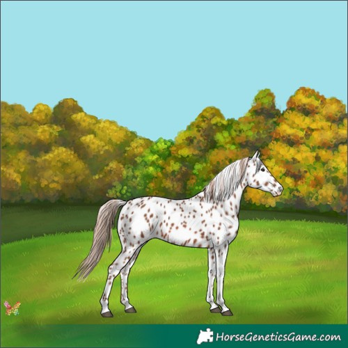 Horse Color:Chestnut Tobiano Appaloosa 