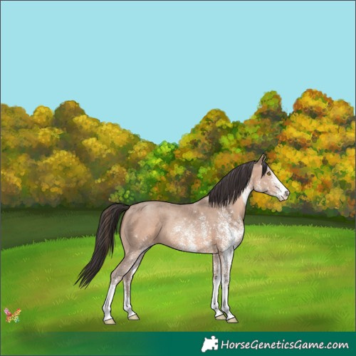 Horse Color:White Spotted Sable Champagne 
