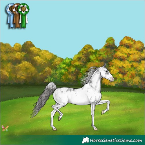 Horse Color:White Spotted Black Appaloosa 