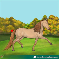 Horse Color:Red Dun 