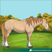 Horse Color:Red Dun Splash 