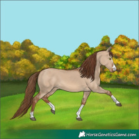 Horse Color:Red Dun 