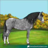 Horse Color:Black Ice  and Blue Ice Roan Splash 