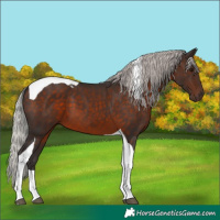 Horse Color:Silver Brown Tobiano 