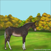 Horse Color:Silver Brown Tobiano 