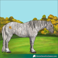 Horse Color:Blue Ice Roan and Silver Blue Ice Roan