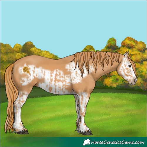 Horse Color:Chestnut Splash Frame  and Chestnut Splash Frame 