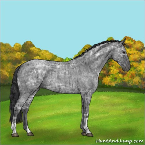 Horse Color:Blue Ice Roan  and Blue Ice Roan 