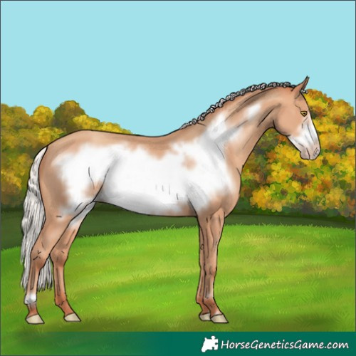 Horse Color:Silver Amber Champagne Frame 