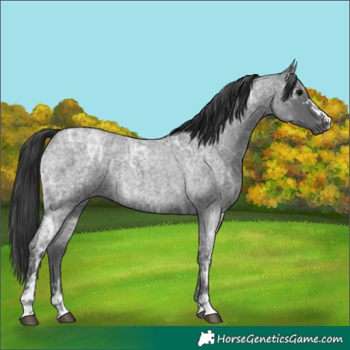 Horse Color:Blue Ice Roan  and Blue Ice Roan 