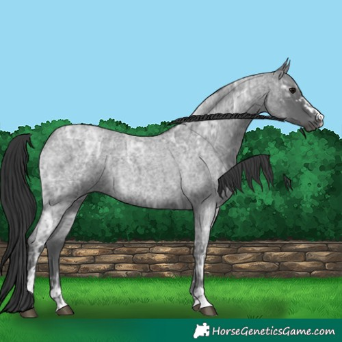 Horse Color:Blue Ice Roan  and Blue Ice Roan 