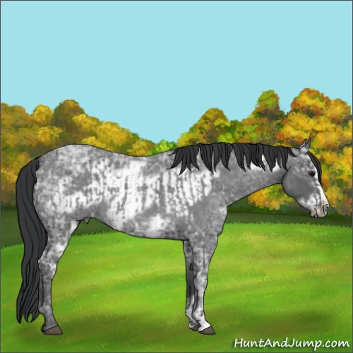 Horse Color:Blue Ice Roan  and Blue Ice Roan Frame 