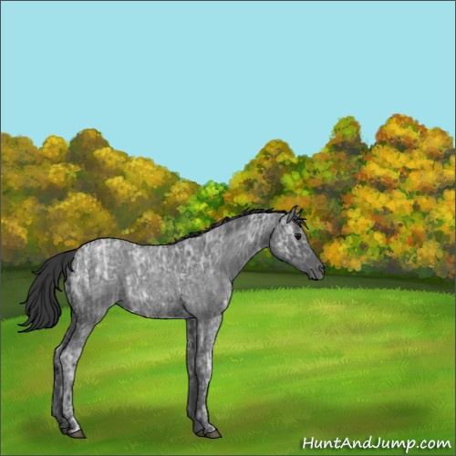 Horse Color:Blue Ice Roan  and Blue Ice Roan 