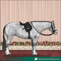 Horse Color:Blue Ice Roan  and Blue Ice Roan Splash 
