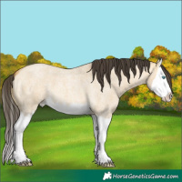 Horse Color:Buckskin Roan Dun Splash 