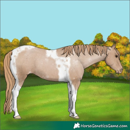 Horse Color:Black Pearl Tobiano Appaloosa 