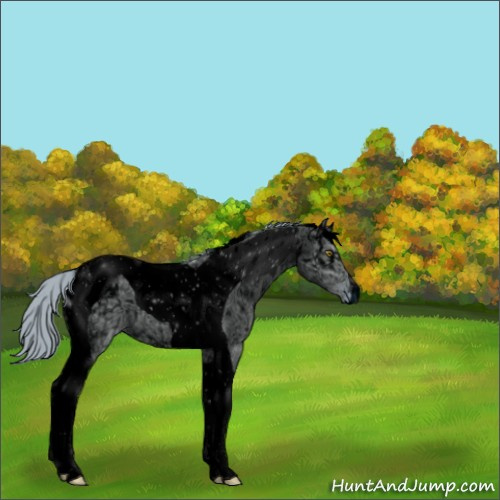 Horse Color:ERROR: UNKNOWN ANOMALY