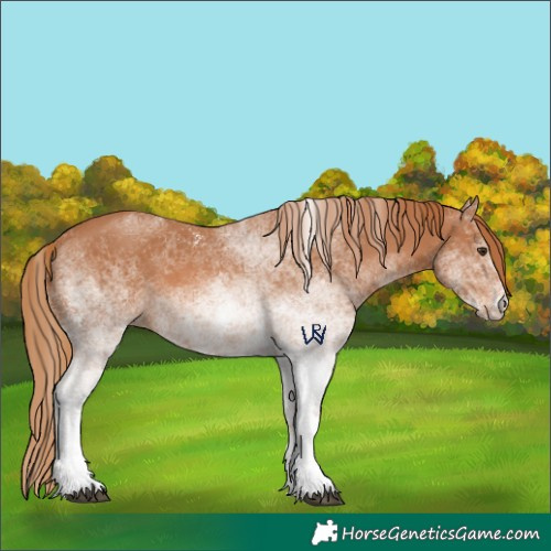 Horse Color:White Spotted Chestnut 