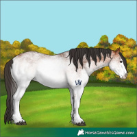 Horse Color:White Spotted Bay 