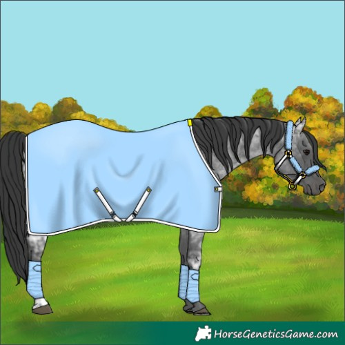 Horse Color:Blue Ice Roan and Blue Ice Roan
