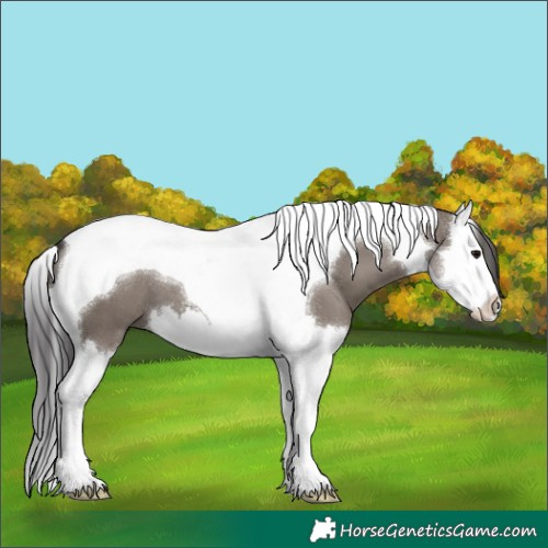 Horse Color:Smoky Grullo Splash Tobiano