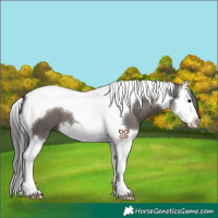 Horse Color:Smoky Grullo Splash Tobiano 