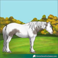 Horse Color:Smoky Grullo Splash Tobiano 