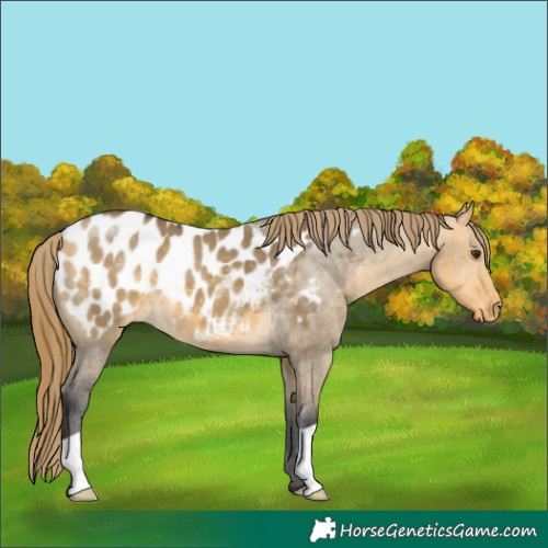 Horse Color:Buckskin Dun Blanket 