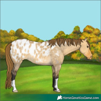 Horse Color:Buckskin Dun Appaloosa 