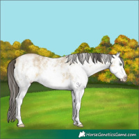 Horse Color:White Spotted Sable Cream Champagne Dun Sabino Rabicano