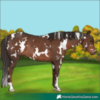 Horse Color:White Spotted Liver Chestnut Rabicano 