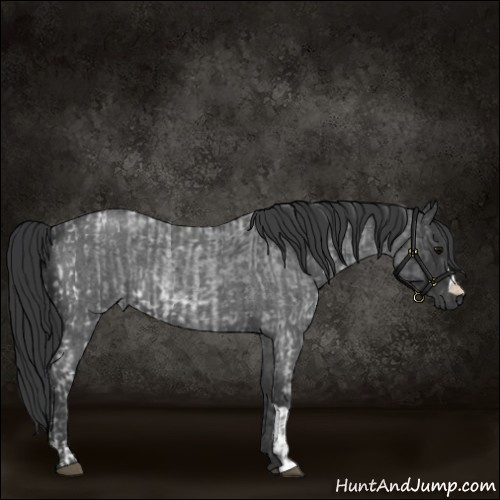 Horse Color:Blue Ice Roan  and Blue Roan 