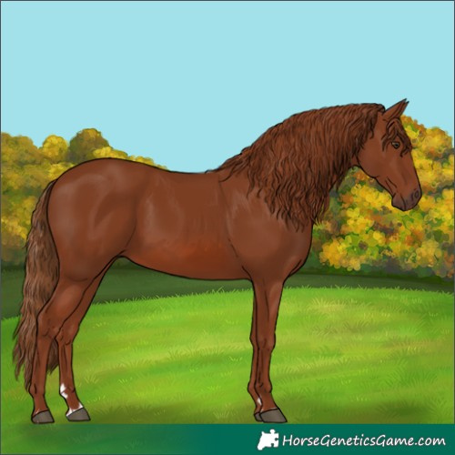 Horse Color:Chestnut 