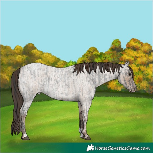Horse Color:Blue Ice Roan and Classic Champagne Ice Roan