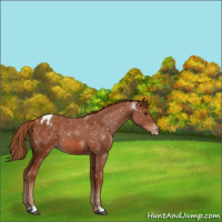 Horse Color:Chestnut Appaloosa 