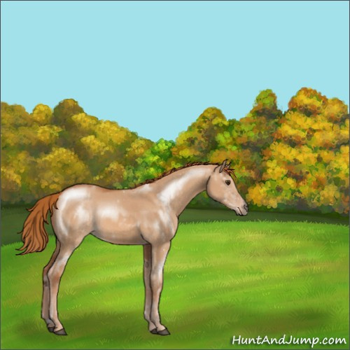 Horse Color:Red Dun