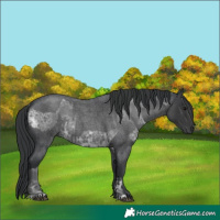 Horse Color:Blue Ice Roan  and Blue Roan 