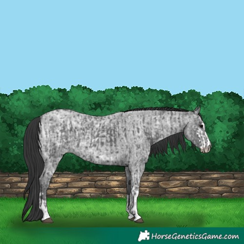 Horse Color:Black Ice  and Blue Ice Roan 