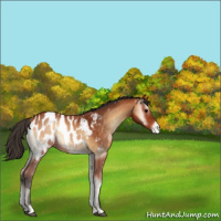 Horse Color:Bay Onyx Appaloosa